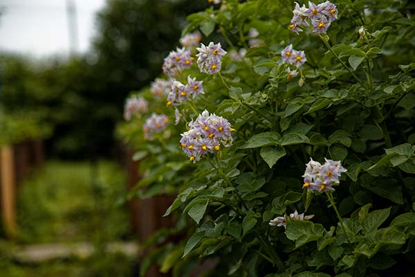 environnement-fleurs